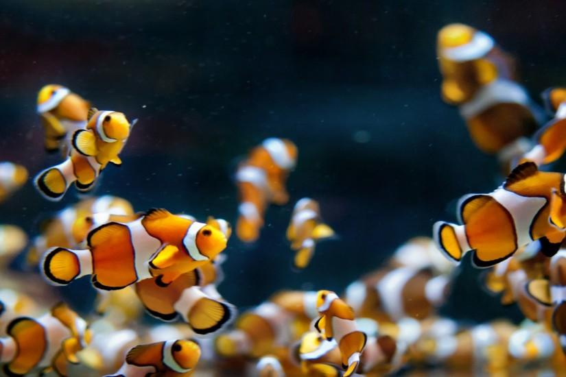 Fish Tank Photos Golden Aquarium Background ...