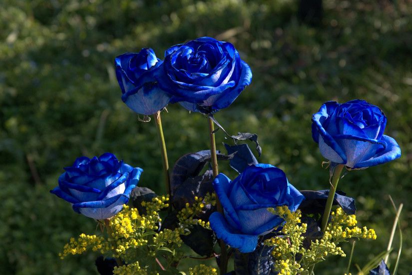 blue rose flower wallpaper tumblr 7258