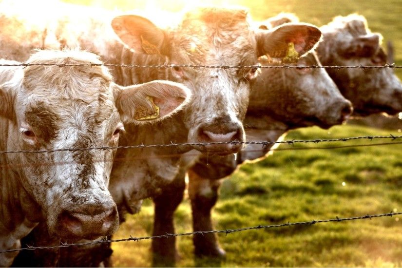 Preview wallpaper cow, fence, grass, sunlight 1920x1080