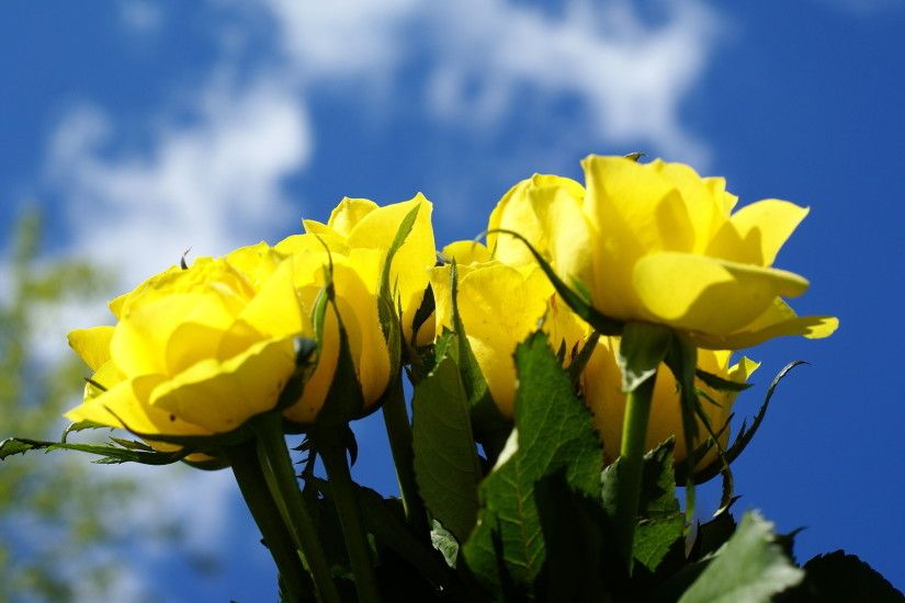 Yellow Roses HD Desktop Background