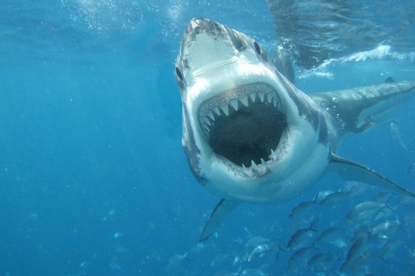 Jaws sea shark white great wallpaper | 2560x1600 | 148584 | WallpaperUP