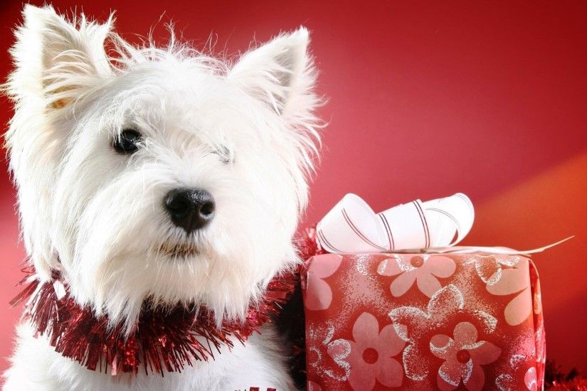 cute puppy christmas wallpapers