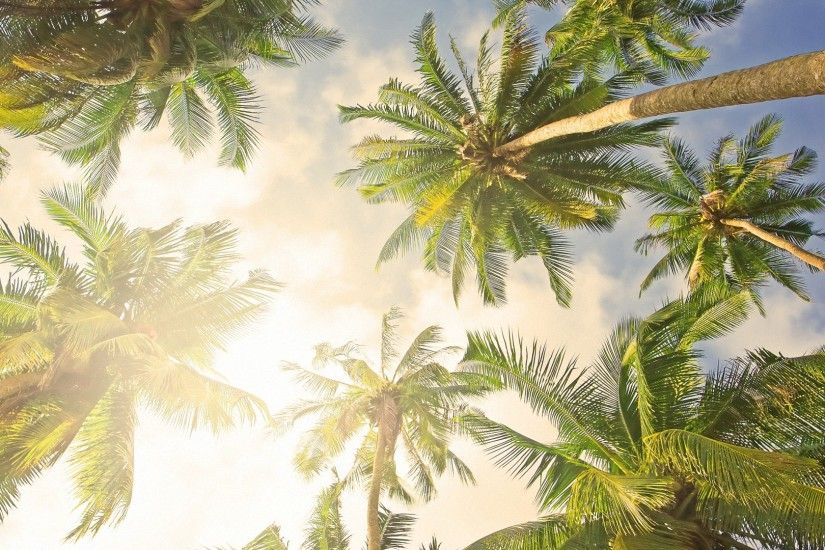 bright palm tree HD backgrounds - desktop wallpapers
