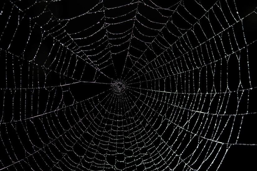 Large spider web-8147 | Stockarch