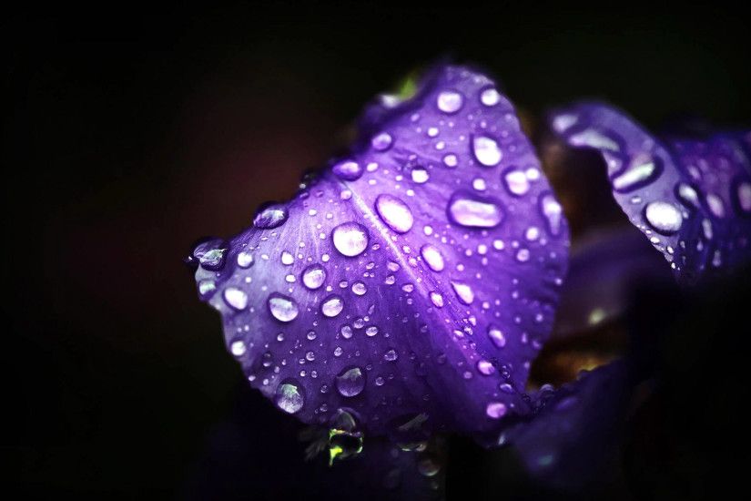Dark Purple Dew Flower petal. Download wallpaper
