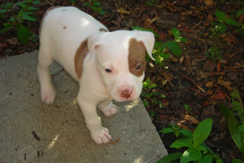 2048x1536 Baby Pitbull Images & Pictures - Becuo