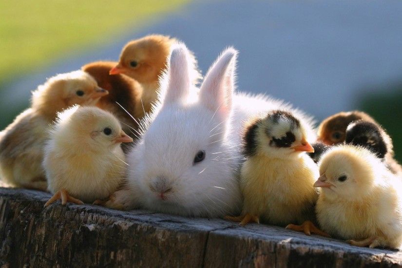 Cute bunny being loved by a number of chickens.