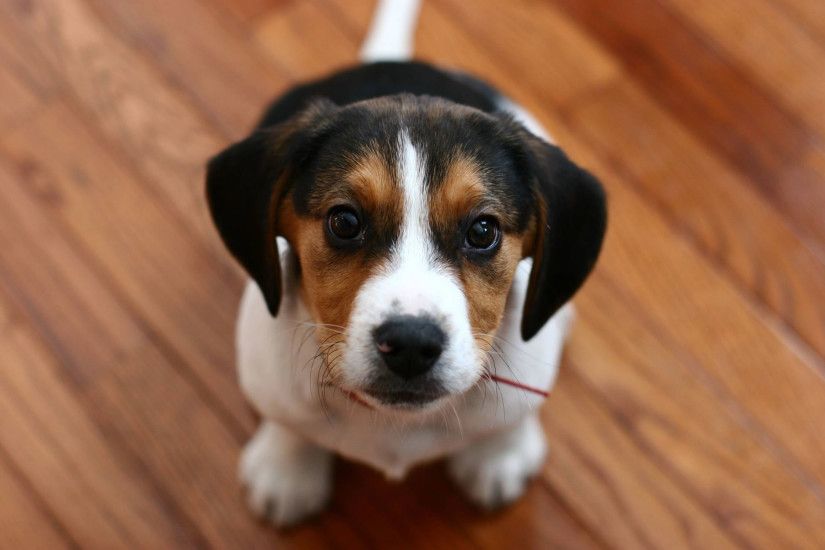 Cute tricolor Beagle wallpaper