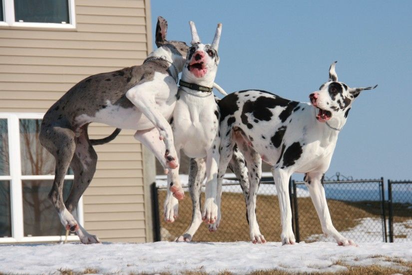 Photos Great Dane Dogs Snow Three 3 Animals