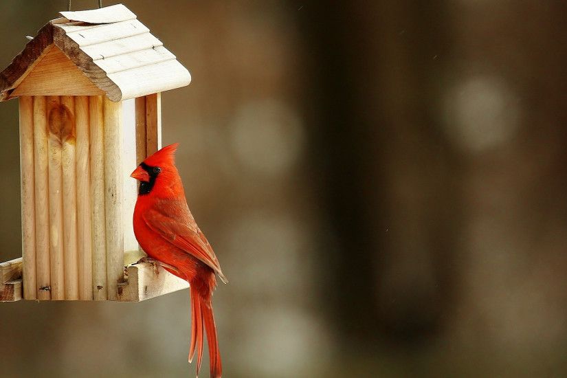 1920x1080 wallpaper Cardinal bird, red bird, birdhouse