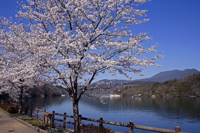 Cherry Blossoms Japanese Flowers Nature Zen Japan Landscape Free Desktop  Background - 1920x1200