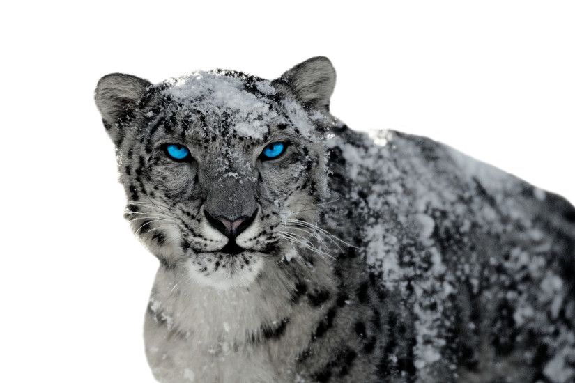 Animal - Snow Leopard Wallpaper