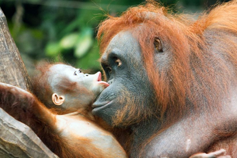 Baby Orangutan HD Picture HD Desktop Wallpaper, Background Image