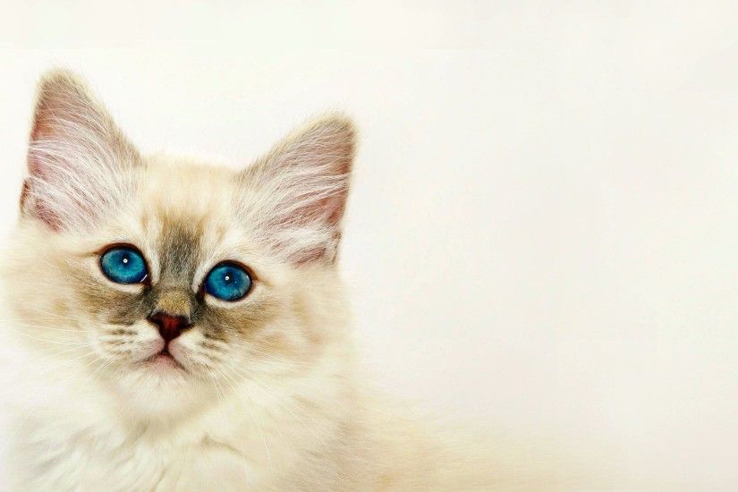 ... kitten HD Wallpaper 2560x1600 Cute ...