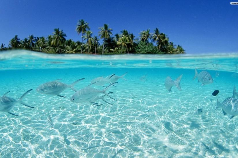 Clear Water Fishes Awesome Hd Desktop Wallpaper In High Resolution .