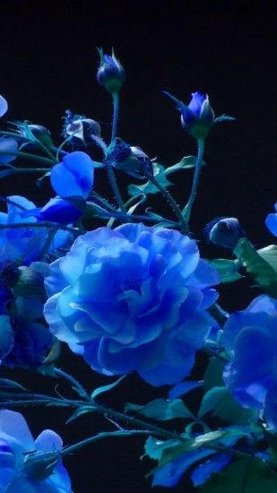 1440x2560 Wallpaper rose, buds, garden, blue, black background