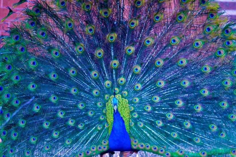 amazing peacock wallpaper original : TimeDoll