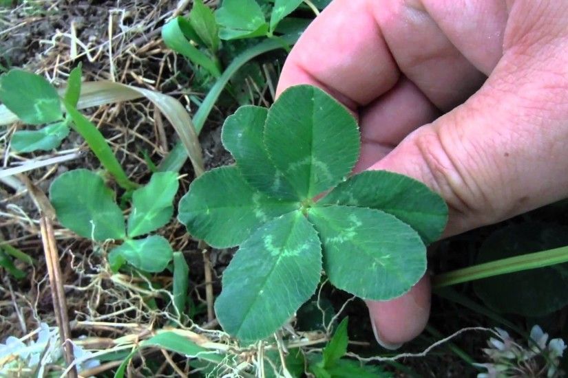 Six-leaf clover that found in Japan.Very rare.
