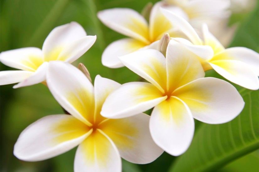 Romantic 4K Plumeria Wallpapers