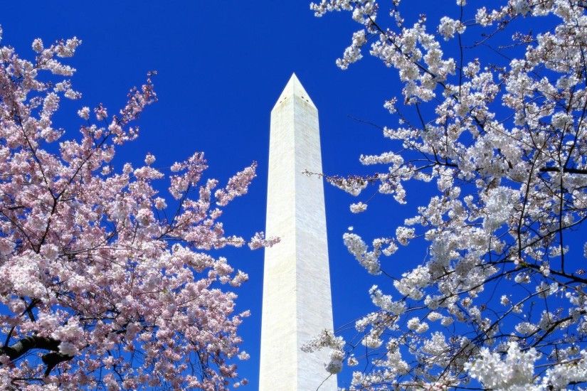 Cherry Blossoms In Washington Dc