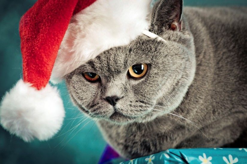 cat uk hat hat christmas british grey serious cat