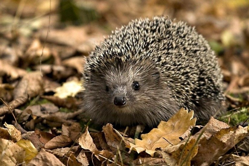 Hedgehog Animal HD Desktop Wallpaper