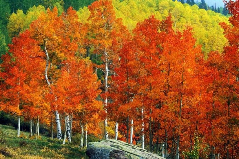 #CCBB55 Color - Fall Mountains Trees Aspens Autumn Street Landscape Owl  Pass Colorado Colors Creek