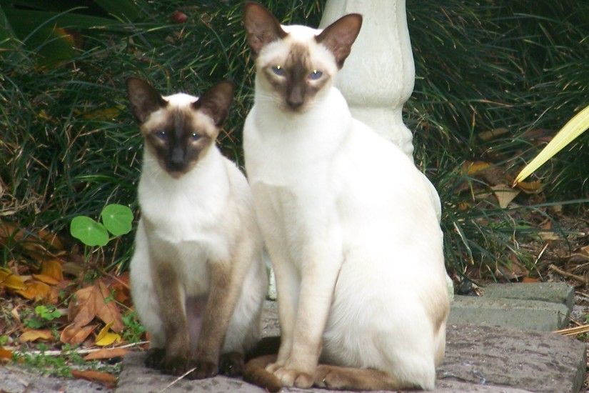 Siamese cats in forest photo