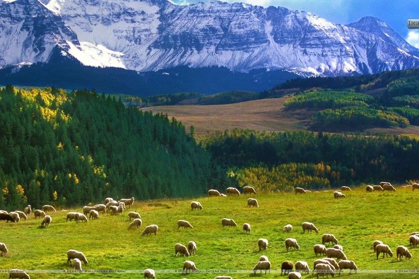 Mountains Â· Grazing Sheep Last Dollar Road Colorado Wallpapers