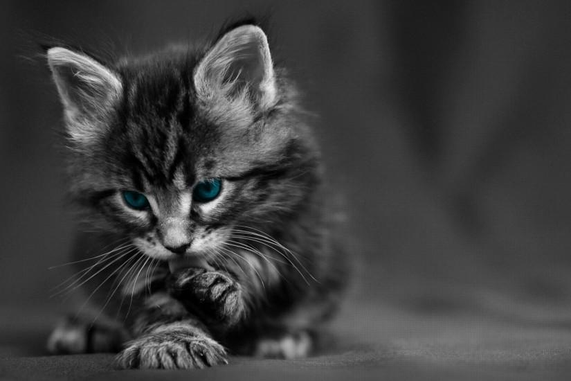 Preview wallpaper cat, black white, blue, eyes, baby, beautiful 2048x1152