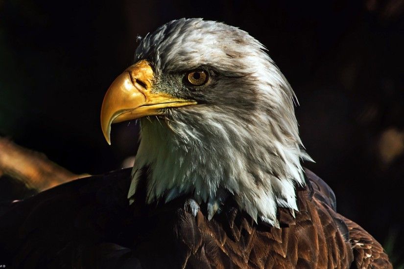 nature, Animals, Wildlife, Birds, Eagle, Bald Eagle Wallpaper HD