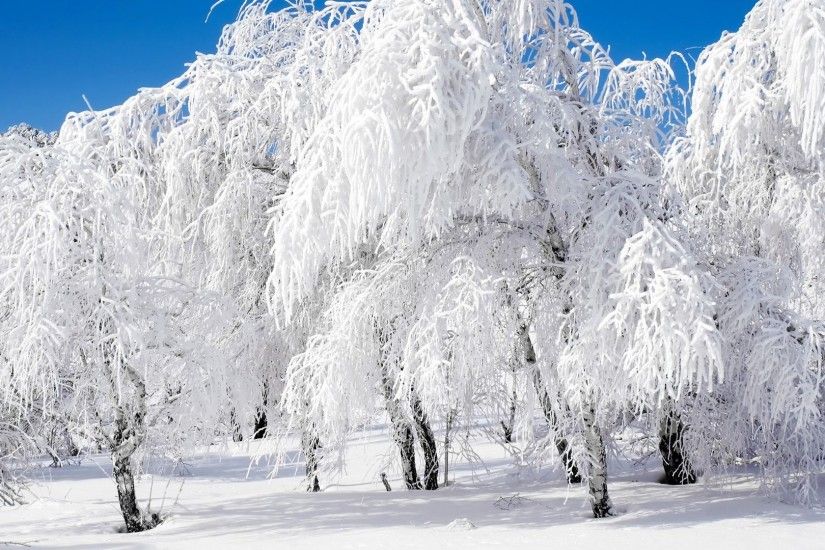 Beautiful Nature Snow Trees Winter Wallpaper Scenes For Computers