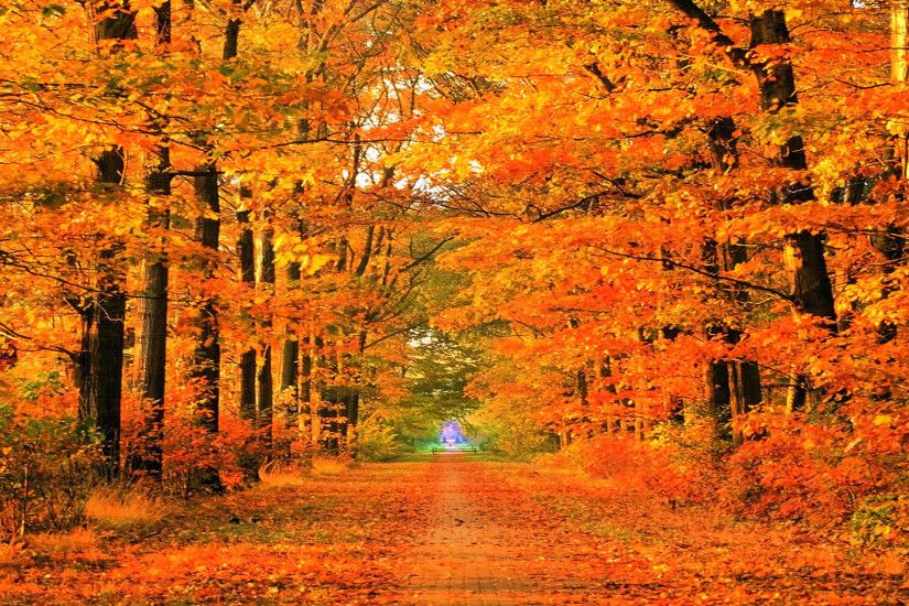 Fall wallpaper Â· autumn path