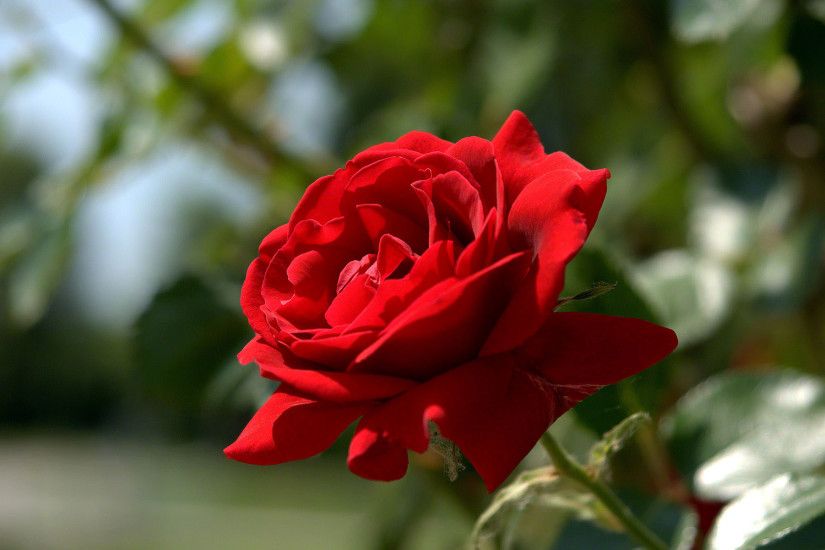 most beautiful red rose wallpaper