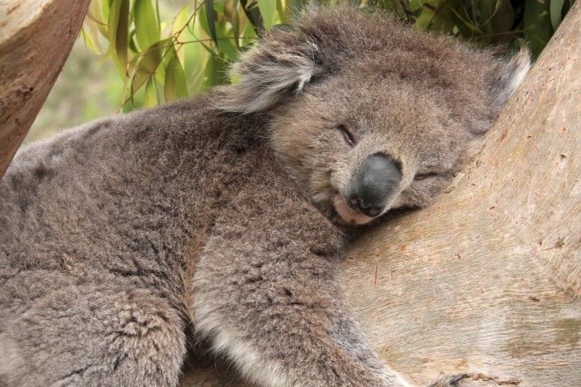 Koala Widescreen for desktop Koala High
