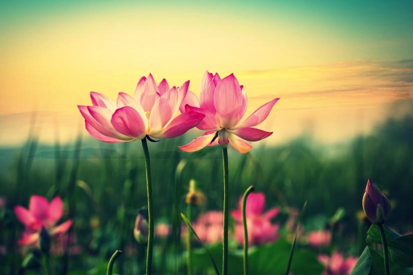 Lotus Flower Sunset Wallpaper