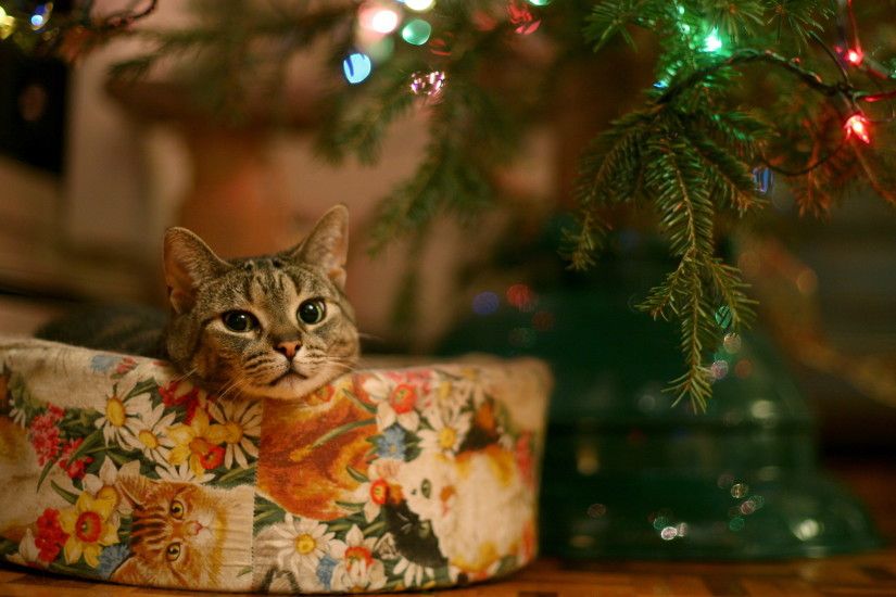 Holiday - Christmas Cat Christmas Lights Light Wallpaper