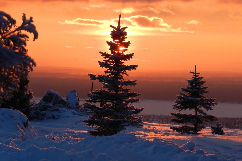 Winter sunset Pine tree Desktop Wallpaper