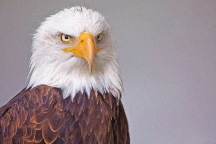 4K HD Wallpaper: Bald Eagle Portrait