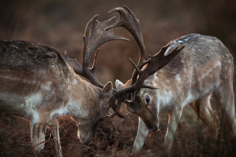 Photos-download-deer-animal-wallpapers