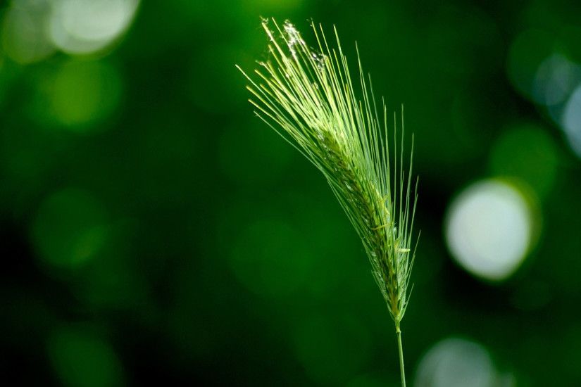 Green Wheat Wallpapers