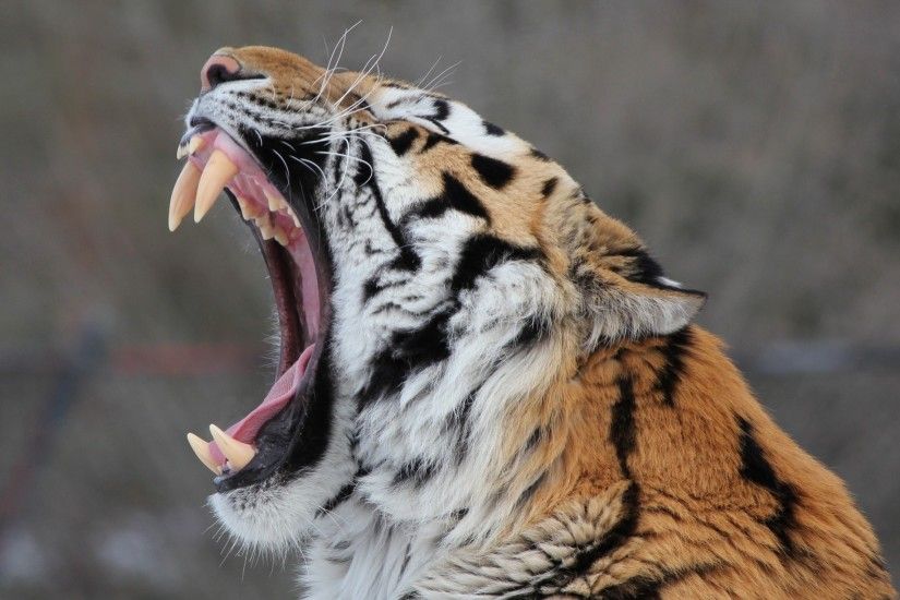 teeth amur tiger tiger mouth fangs wild cat yawns