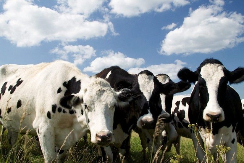 Black And White Cows Desktop Background. Download 1920x1200 ...