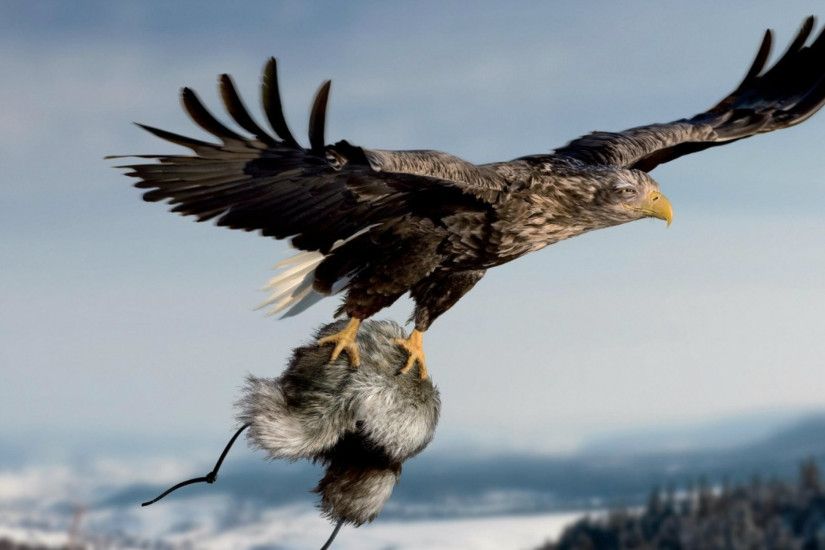 Eagle HD Wallpapers – Eagle HD Pictures – Eagle Images .