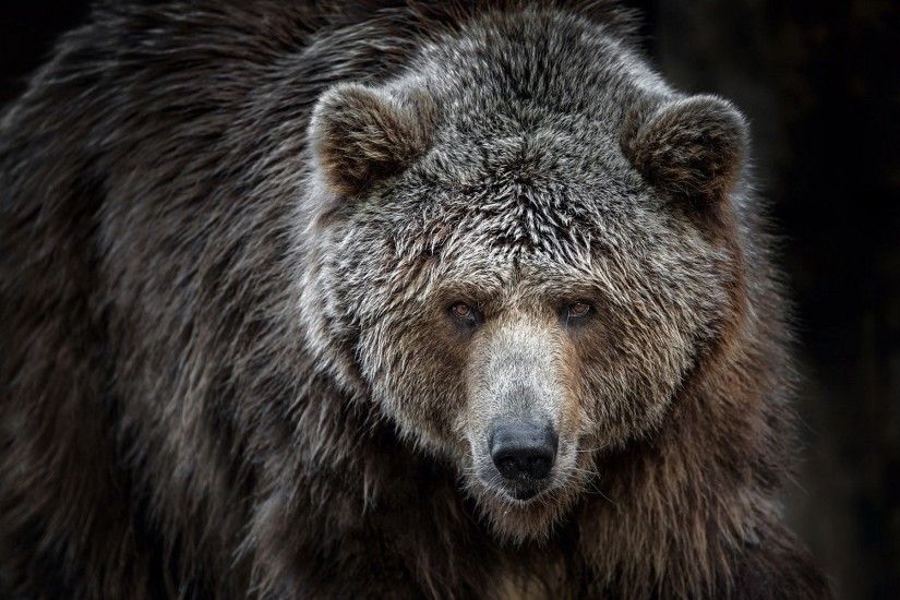 Explore Grizzly Bears, Brown Bear, and more!