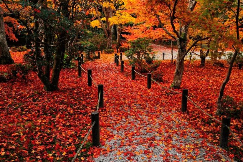 Autumn Leaves - Wallpapers