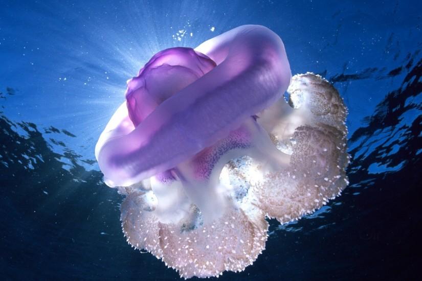 Jellyfish Full HD