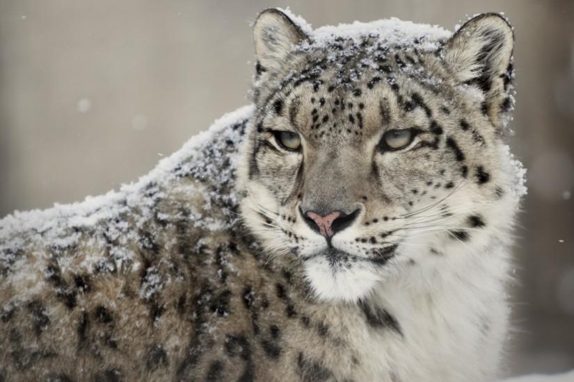 HD Wallpaper | Background ID:439863. 2560x1600 Animal Snow Leopard. 10  Like. Favorite