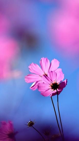 cosmos flower wallpapers for samsung galaxy a7