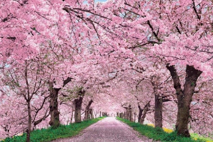 cherry blossom desktop wallpaper